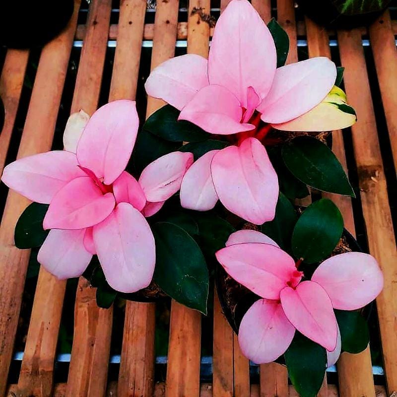Philodendron pink congo - Etsy.de
