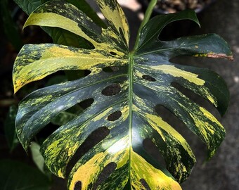 Form #6 | Monstera Deliciosa | Bangkok Plant Show Monstera Winner