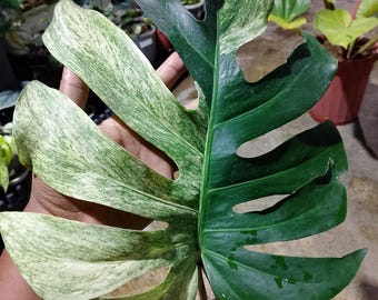 Monstera dżunglowa mięta pstra 1 liść duża