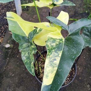 Angela philodendron - Etsy 日本