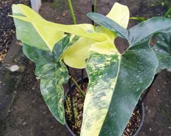 philodendron yellow saw Philodendron ring of fire x golden saw – Greenspaces.id main image 0