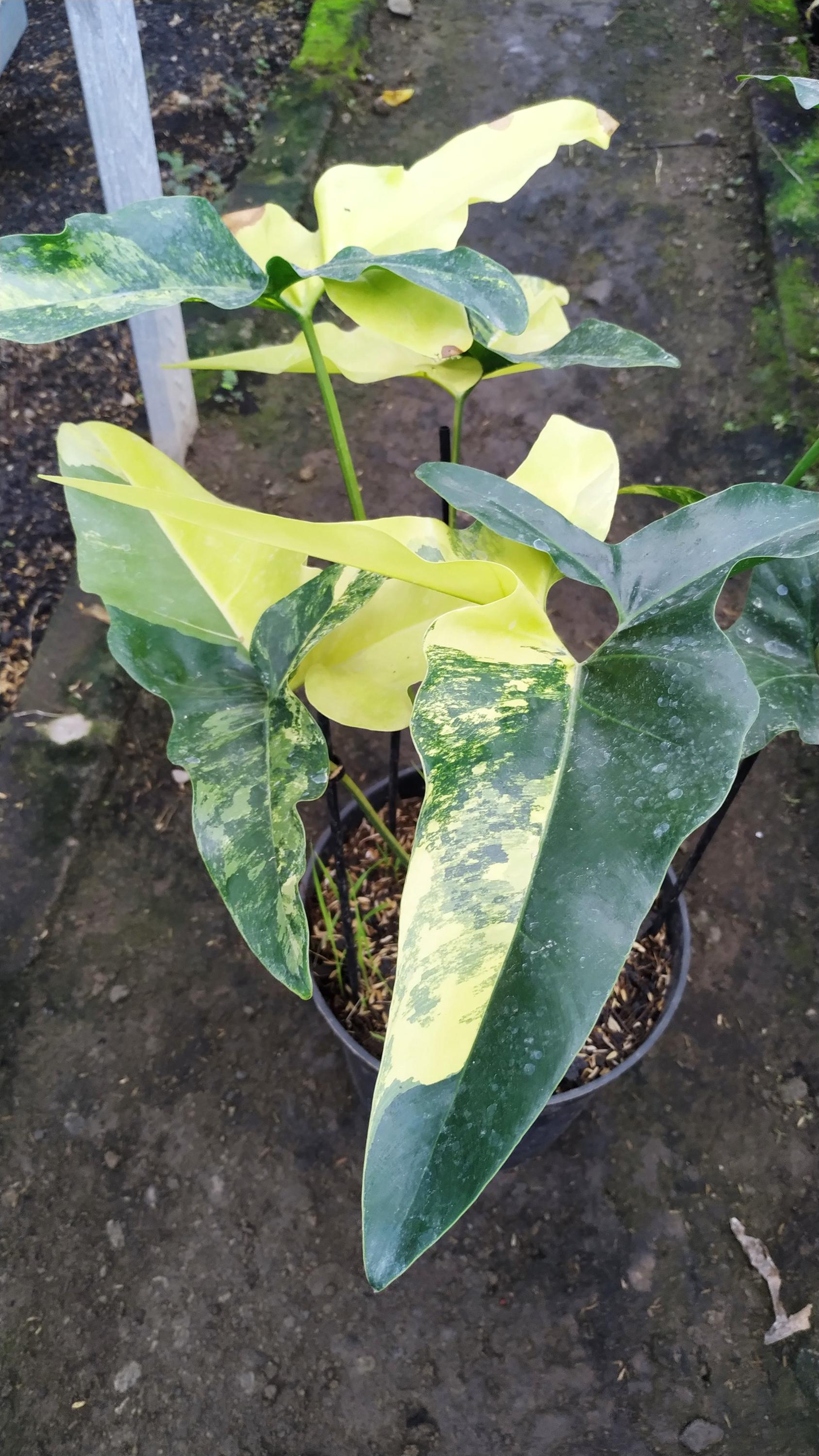 Angela philodendron - Etsy 日本