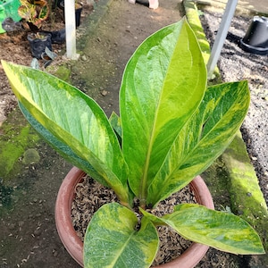 Anthurium Jenmanii Variegated - Etsy