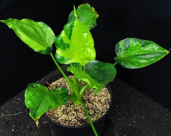 Real picture Alocasia cucullata variegated
