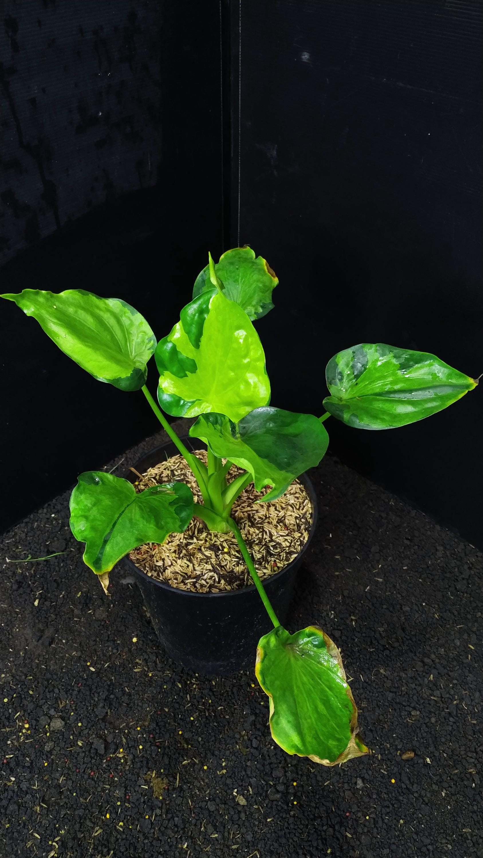 Variegated Cucullata Alocasia - Etsy