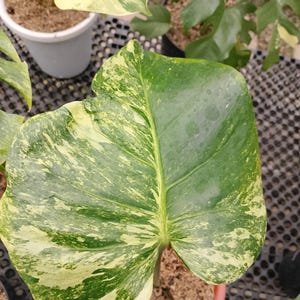 monstera pflanzenerde Hochwertiges Monstera Substrat kaufen