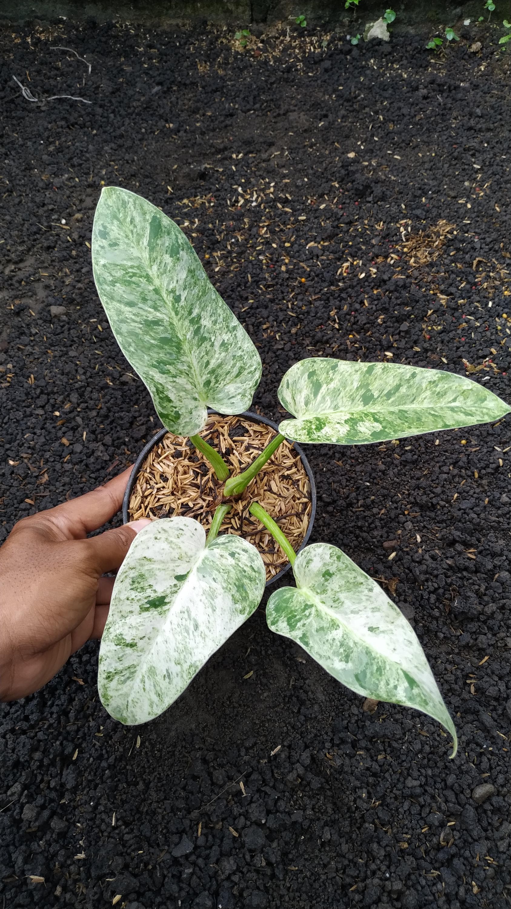 超希少❗️フィロデンドロン　ツィーディー　アヌムギガンテウム✨ Variegated philodendron giganteum - Etsy 日本