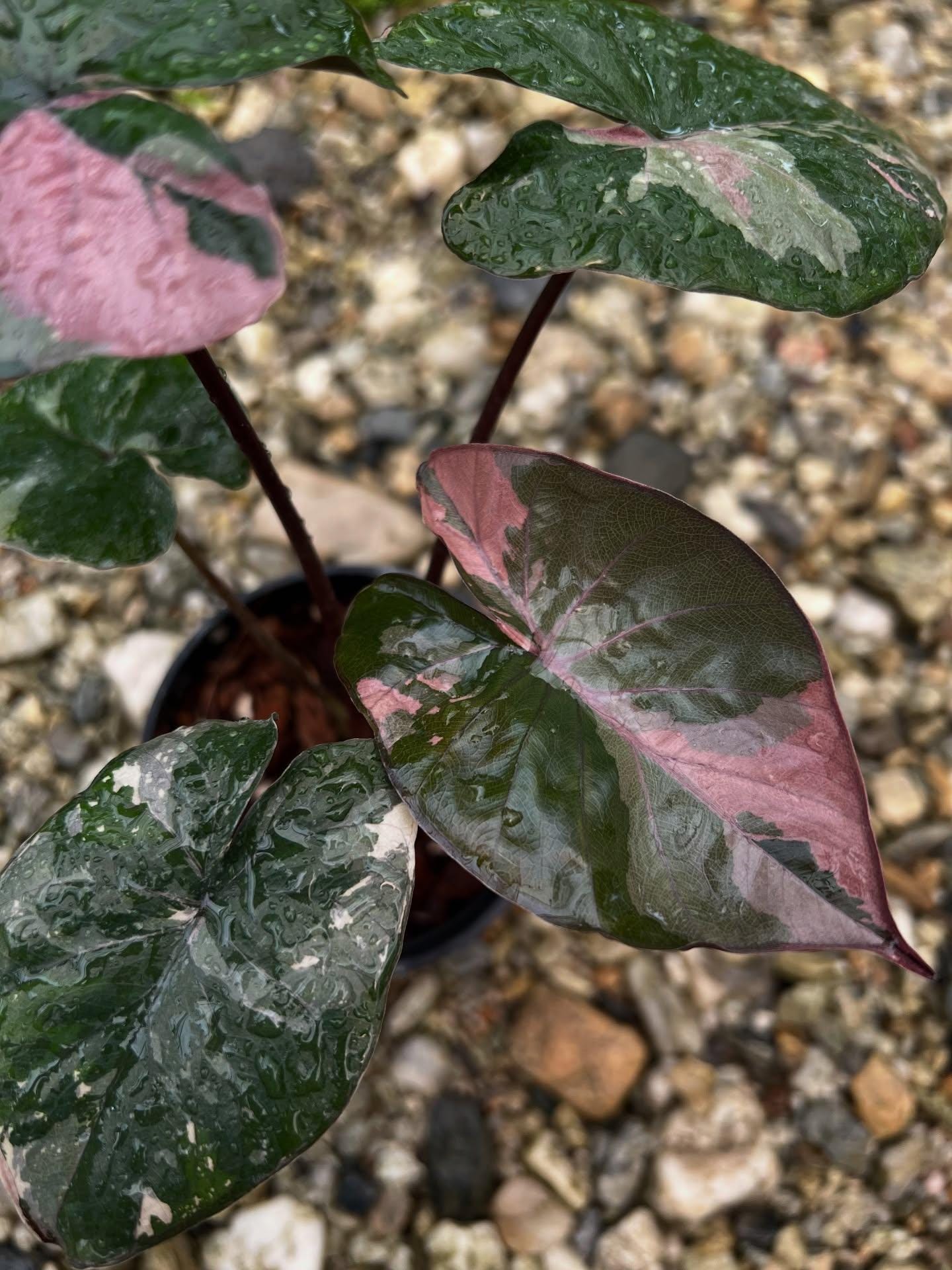 Alocasia serendipity variegated - Etsy 日本