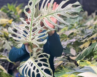 Actually Monstera Devil monster variegated 3 big leaf