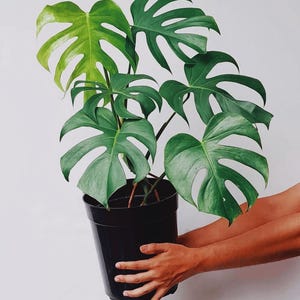 Monstera Brazil - Etsy