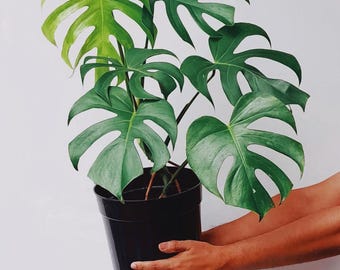 Monstera sierrana Starter Plant (ALL STARTER PLANTS require you to purchase  2 plants!) - Etsy Polska