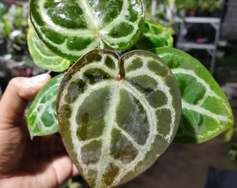 Anthurium (SKG Silver X Red Crystallinum “necromancer”) X