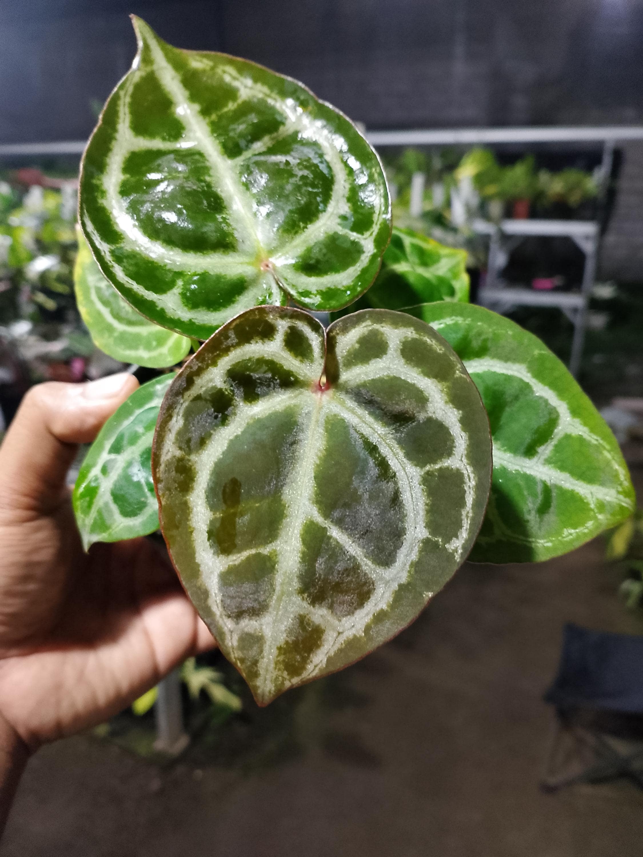 Anthurium crystallinum red - Etsy 日本