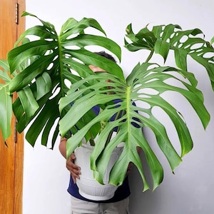 Monstera Brazil - Etsy