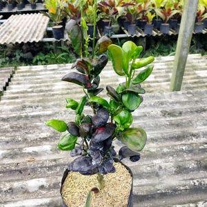 May include: A potted plant with green and dark burgundy leaves. The plant is in a black plastic pot filled with straw-like material. Other potted plants are visible in the background, suggesting a nursery or garden setting.