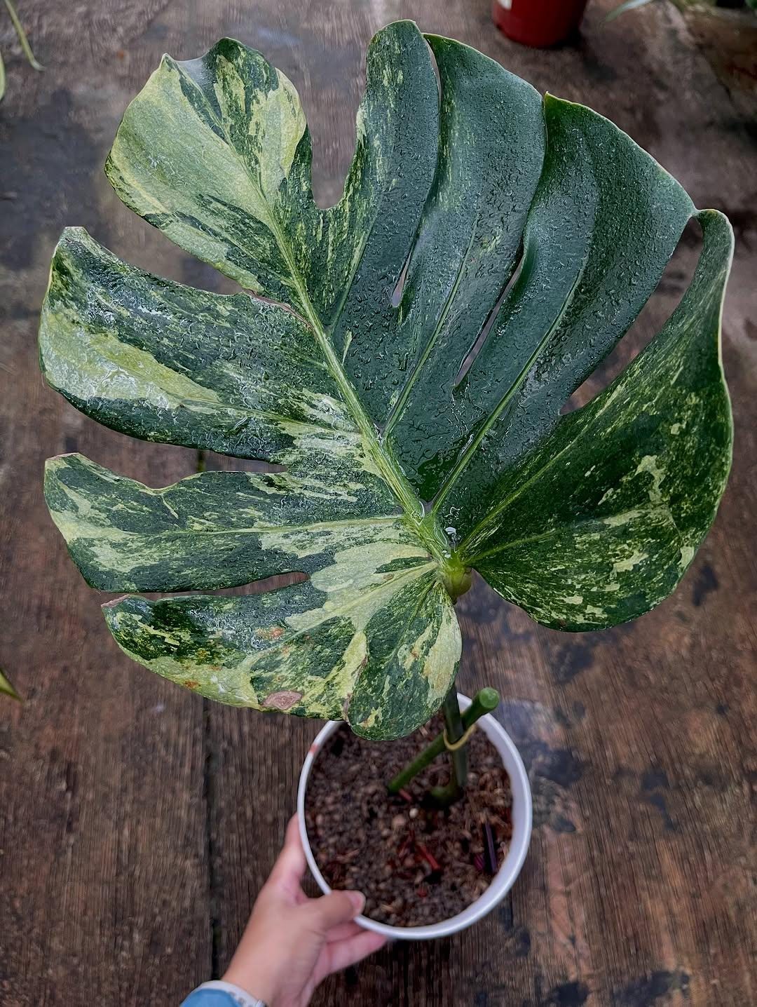 寒波sale超レアMonstera deliciosa Oceana 寒波sale超レアMonstera 寒波sale超レアMonstera deliciosa Oceana 寒波sale超レアMonstera