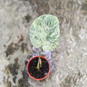 Op de afbeelding: Een kleine potplant met een groot, bont blad. Het blad is voornamelijk groen met witte en crèmekleurige vlekken. De pot is rood met donkere aarde.