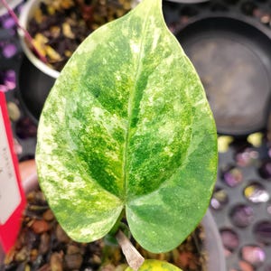 May include: Close-up of a heart-shaped plant leaf with a variegated pattern. The leaf is primarily green with patches of yellow and white. The leaf is in focus, with a blurred background of other plants and pots.