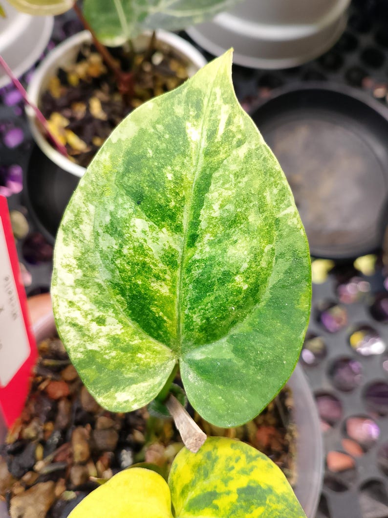 May include: Close-up of a heart-shaped plant leaf with a variegated pattern. The leaf is primarily green with patches of yellow and white. The leaf is in focus, with a blurred background of other plants and pots.