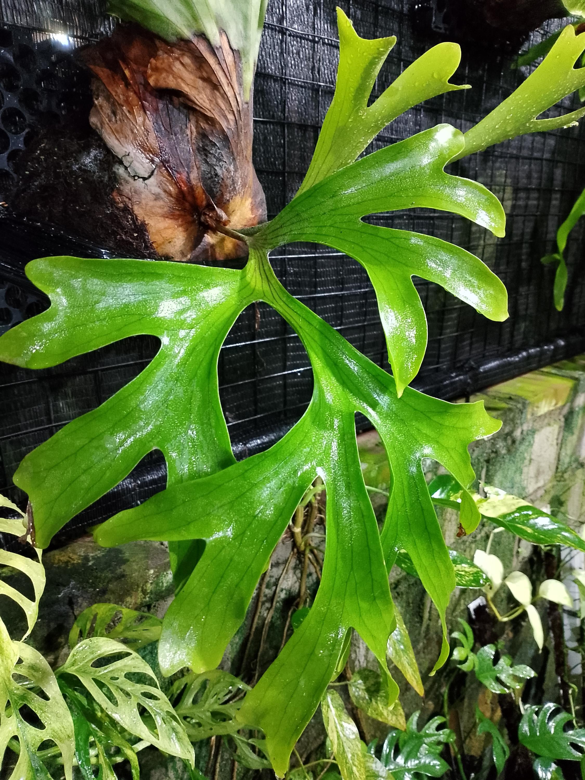 Platycerium Coronarium - Etsy