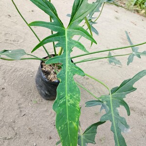 Philodendron Longilobatum - Etsy