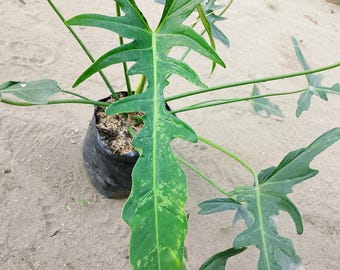 Philodendron Longilobatum schmale Libelle grün auf grün