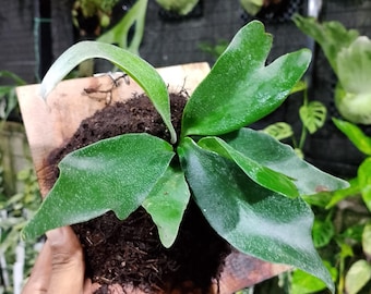Platycerium Celso Tatsuta - Etsy