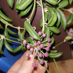 Puede incluir: Primer plano de una planta de Hoya con hojas verdes vibrantes y alargadas y racimos de pequeñas flores rosas en forma de estrella. Los tallos de la planta son visibles, mostrando su patrón de crecimiento natural. La imagen resalta la textura y el color únicos de la planta.