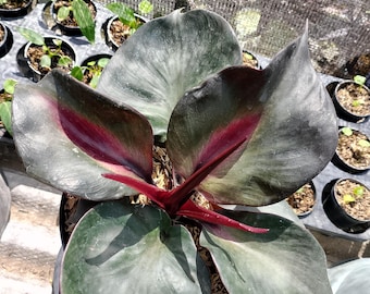 Real photo Philodendron Red Heart Black beauty rare
