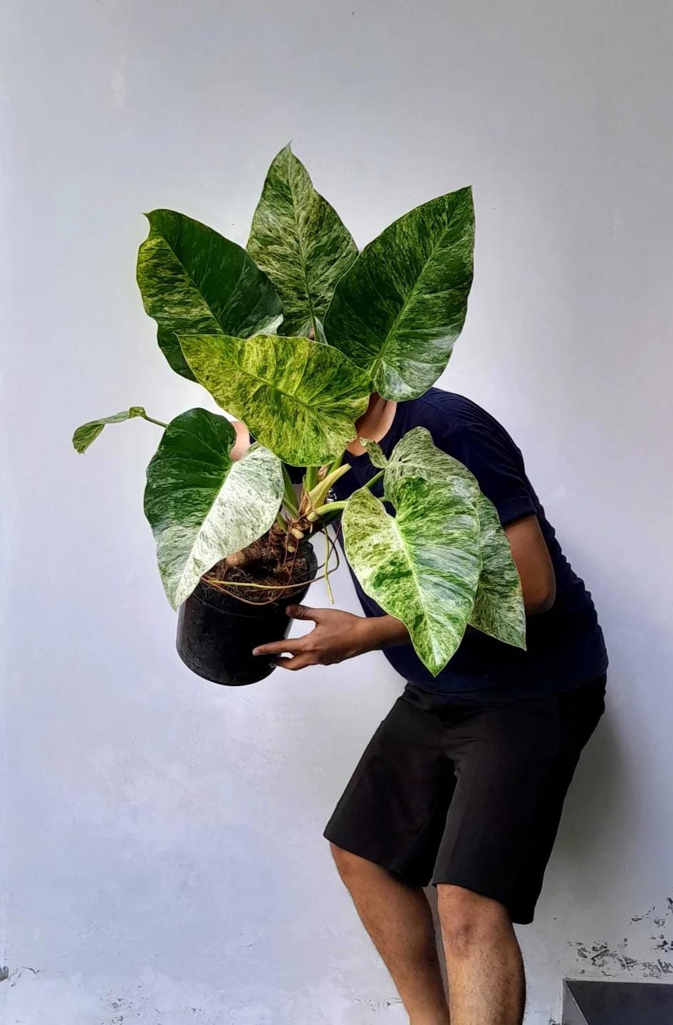 Variegated philodendron giganteum - Etsy 日本
