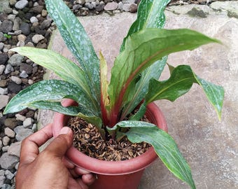 Anthurium obor abigarrado imagen real