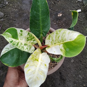 Philodendron Variegated Moonlight - Etsy