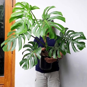 May include: A large, potted Monstera plant with vibrant green, split-leaf foliage. The plant is held in a black pot. The leaves have a distinctive, fenestrated pattern. The plant is a popular houseplant known for its tropical aesthetic.