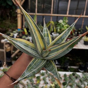 May include: Close-up of a Sansevieria plant, also known as a snake plant, with long, pointed leaves. The leaves are green with yellow and white stripes and reddish-brown tips. The plant is held in a person's hand.