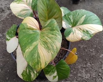 ホマロメナ ピンクダイヤモンド 斑入り 6インチポット 希少植物