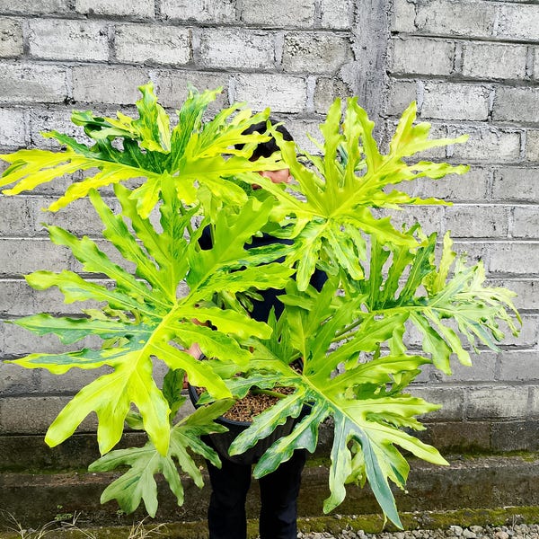 Philodendron Thaumatophyllum Dragon fire variegated big size