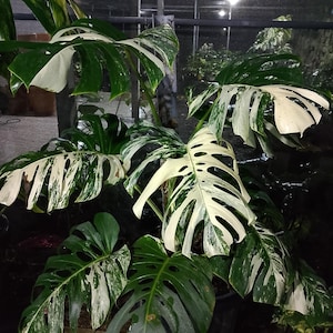 May include: A lush Monstera plant with large, variegated leaves. The leaves display a mix of deep green and creamy white patterns. The plant is in a dark pot, and the background is a dimly lit greenhouse setting.