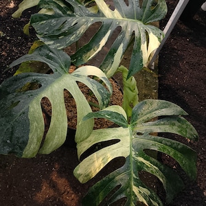 May include: A close-up of a Monstera plant with large, variegated leaves. The leaves are a mix of dark green and creamy white, with natural holes. The plant is in a dark pot, and the background is a greenhouse setting.