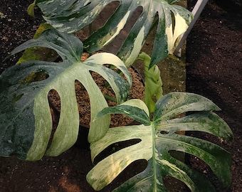 Monstera Deliciosa White Tears variegata real picture big size