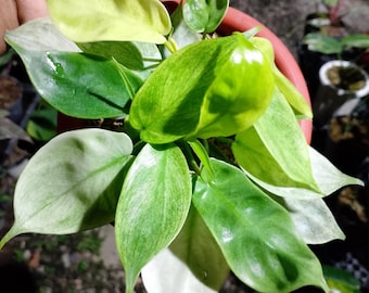 philodendron flobe x ghos monster variegated real picture