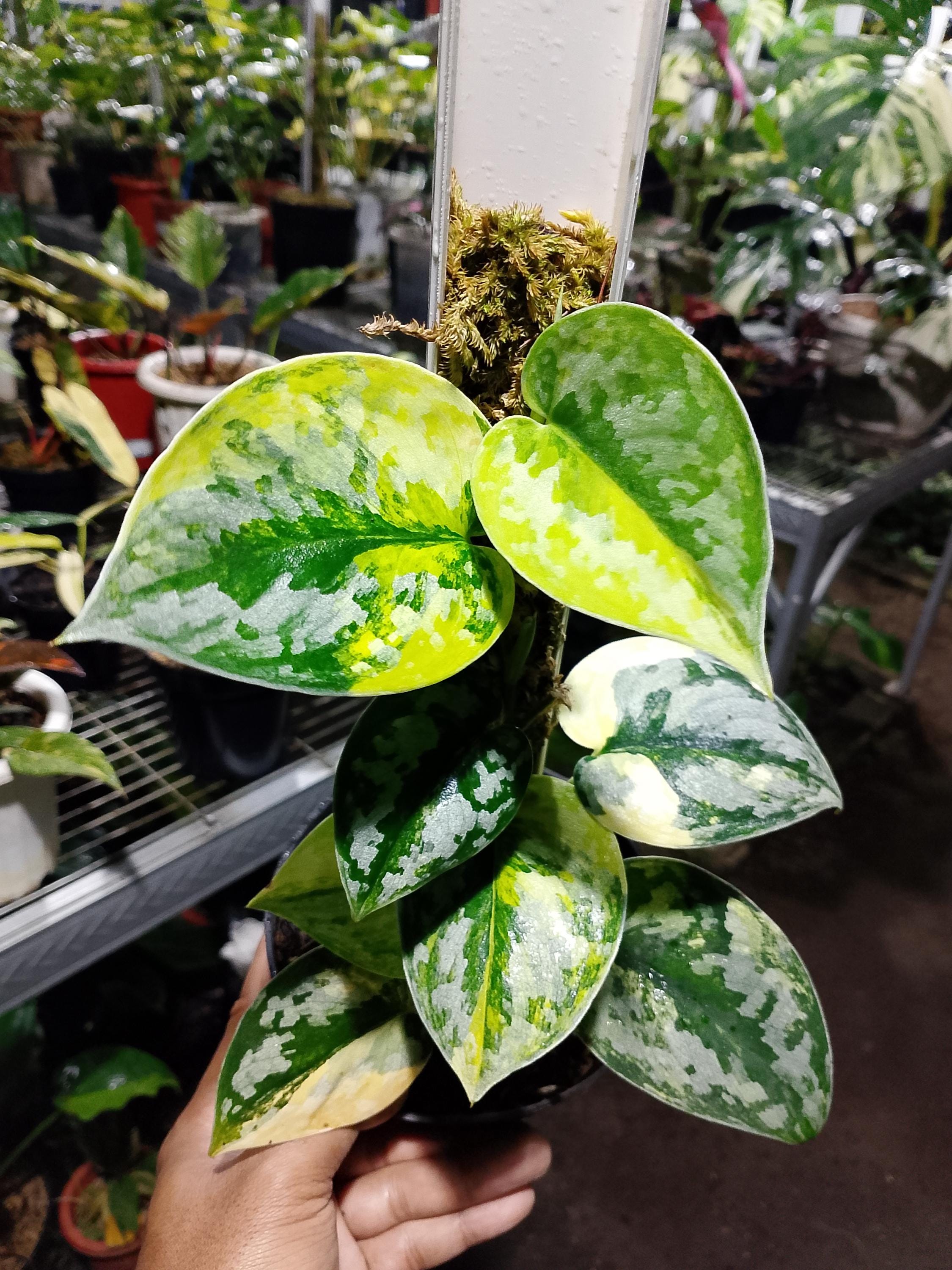 Scindapsus Bakudapati - Etsy
