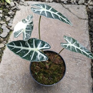 May include: A potted Alocasia plant with large, dark green leaves featuring prominent white veining. The plant is in a black pot filled with moss, set on a concrete surface with a background of small stones.