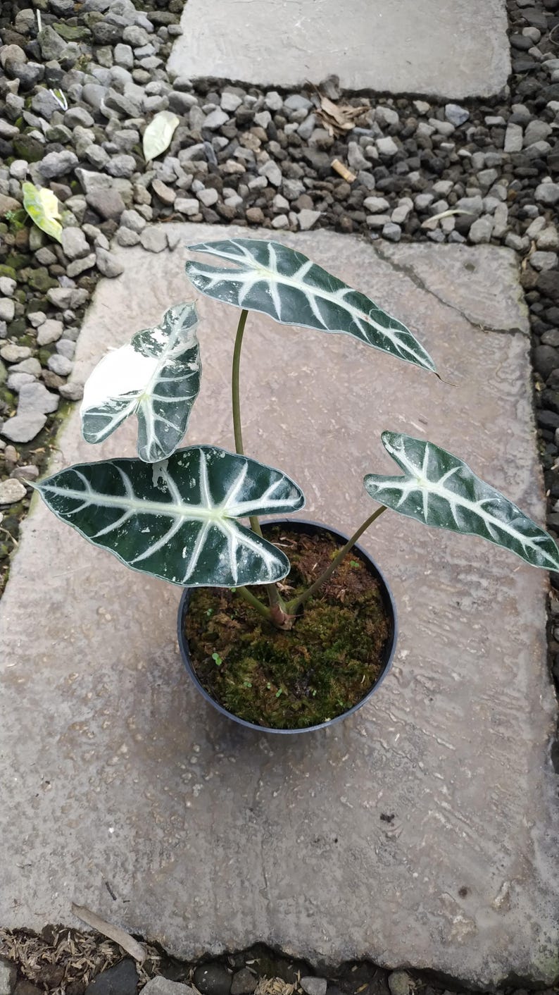 May include: A potted Alocasia plant with large, dark green leaves featuring prominent white veining. The plant is in a black pot filled with moss, set on a concrete surface with a background of small stones.