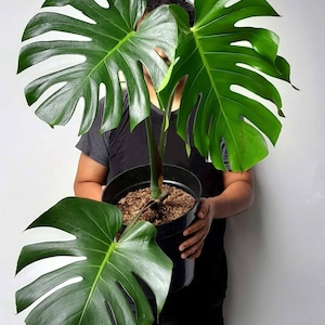 May include: A white ceramic mug with a black handle and the text "But First, Coffee" in a bold, black font. The mug is set against a blurred background, suggesting a cozy setting. The mug appears to be approximately 4 inches tall.