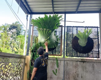 Platycerium Wandae Dewi Fortuna, tamaño grande, foto real. Altura: 100 cm, ancho: 85 cm.