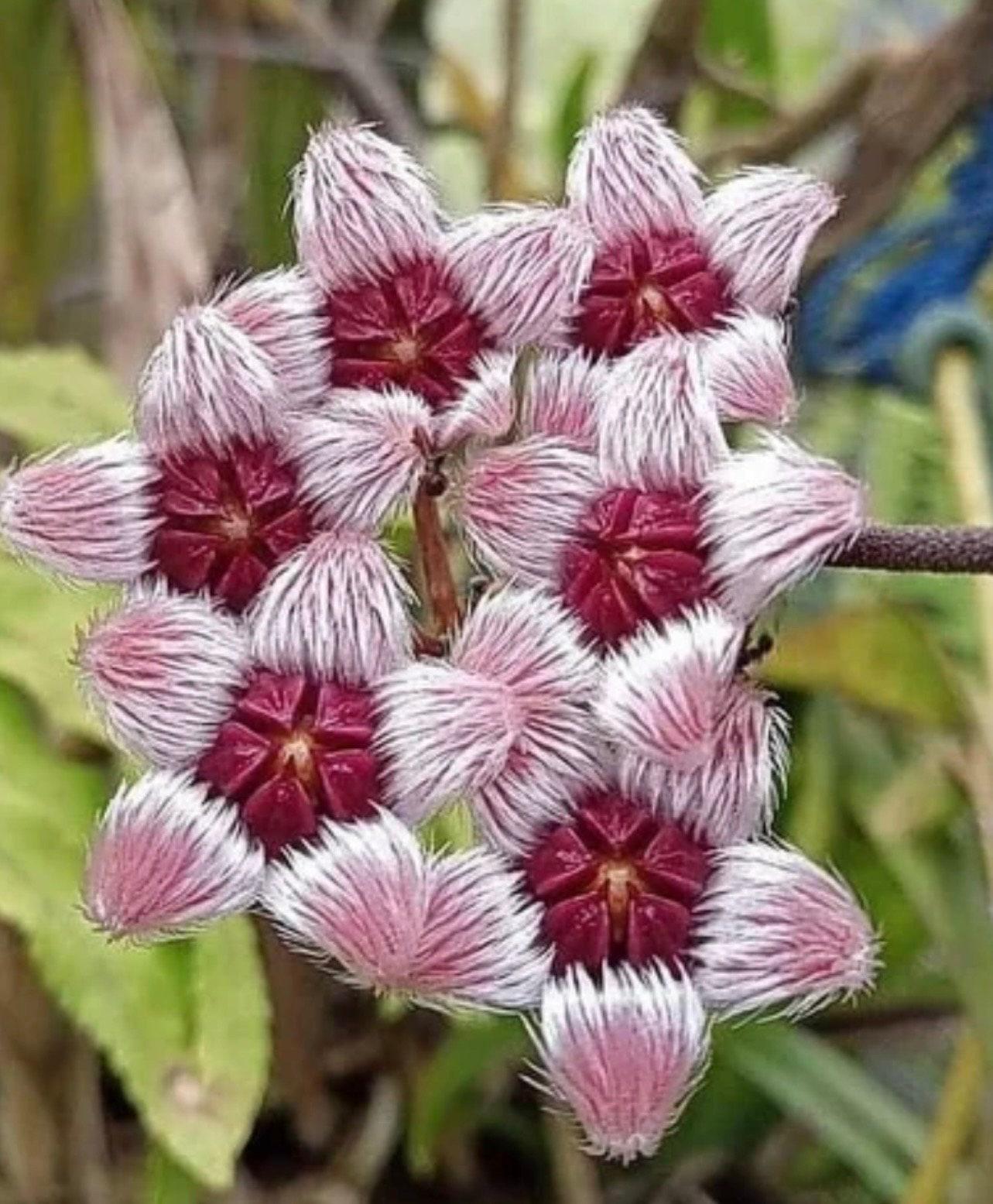 0601 Hoya ホヤsulawesiana スラウェシアナ花座2ヶ所