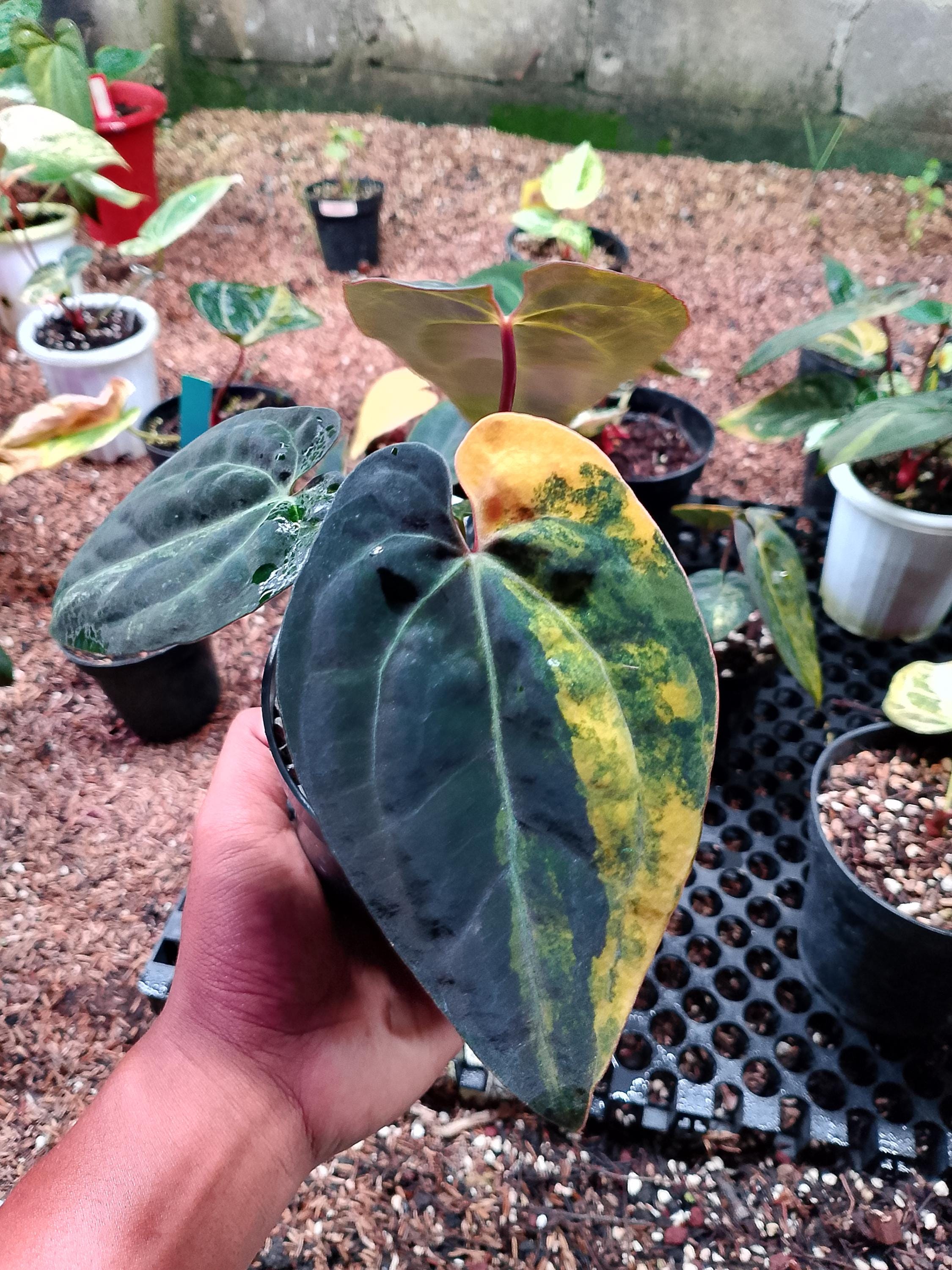 Anthurium Red Vein Dark Phoenix - Etsy