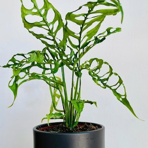 Monstera Epipremnoides - Etsy