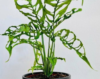 Black Velvet - Monstera Sp (peru) - Rare Tropical - Multiple Options - US  Seller - Etsy