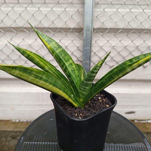 Könnte beinhalten: Eine Sansevieria, auch bekannt als Bogenhanf, in einem schwarzen Topf. Die langen, grünen und gelben Blätter weisen ein gestreiftes Muster auf. Der Topf steht vor einem neutralen Hintergrund. Die Blätter haben spitze Enden.
